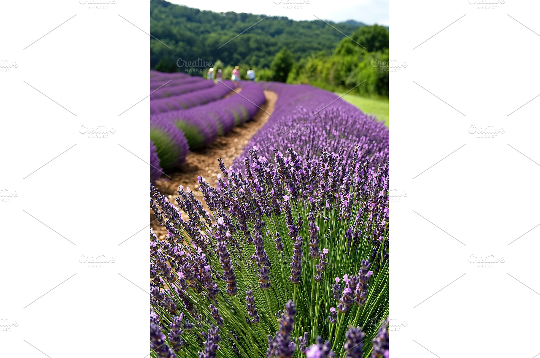 Lavender fields with rolling hills, a Beauty & Fashion Photo by Lermont51
