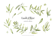 Olives – Watercolor & Line Art, a Decorative Illustration by Liliia Polos Illustration (Thumbnail 5 of 12)