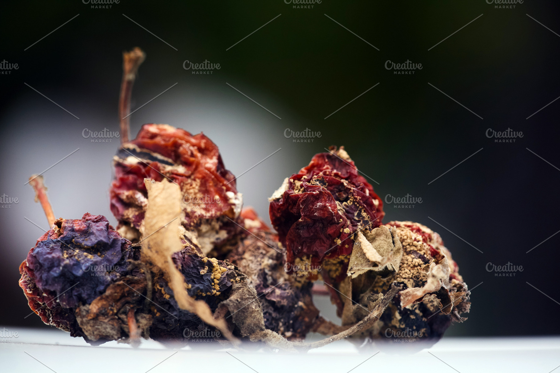 Moldy rotten wild apples macro photo on dark bokeh background. Close-up photo o, a Nature Photo by Rohan Photography