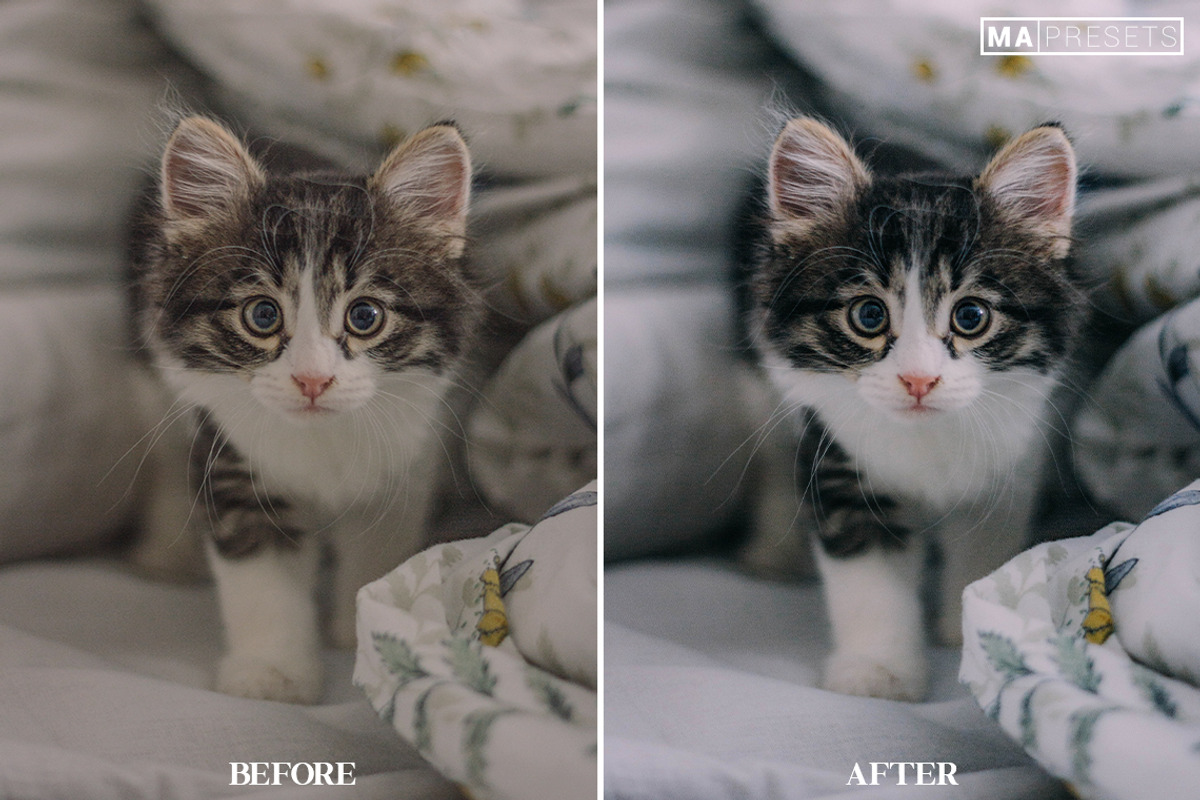 10 CAT Lightroom Presets, a Preset Add-On by MaPresets (Photo 15 of 15)