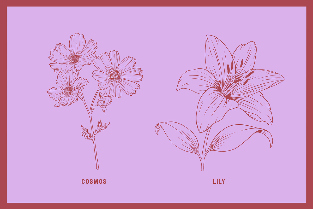 Vintage Tropical Flora Illustrations, an Object Illustration by Jaclyn Caris (Photo 4 of 15)
