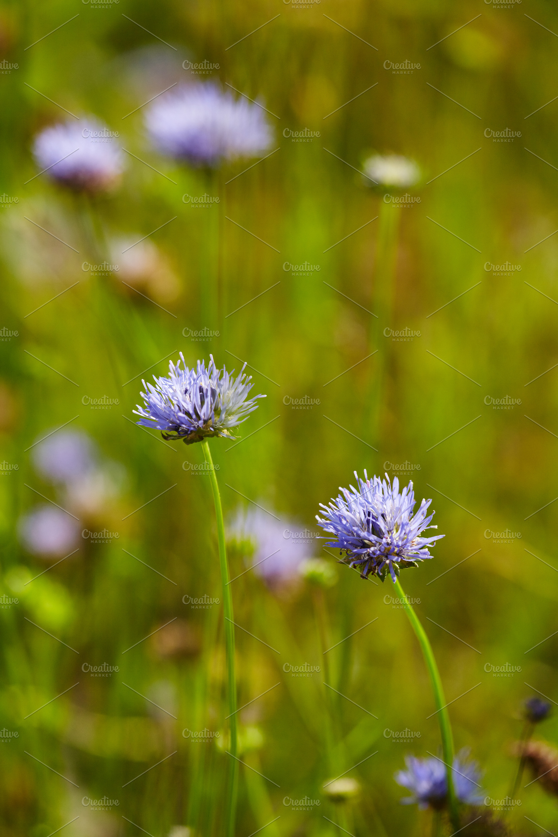 Close-up of Jasione montana flowers on a blurry green meadow. Wild blue jasione, a Nature Photo by Rohan Photography