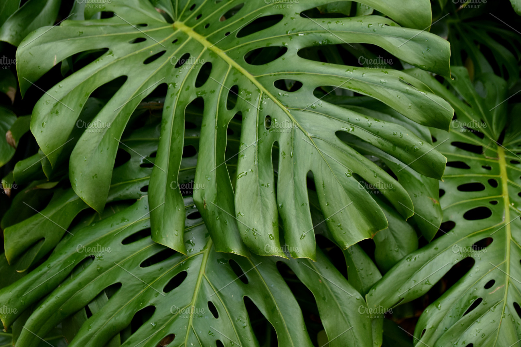 Green tropical leaves background featuring nature, tropical, and leaf, a Nature Photo by uvacrispa