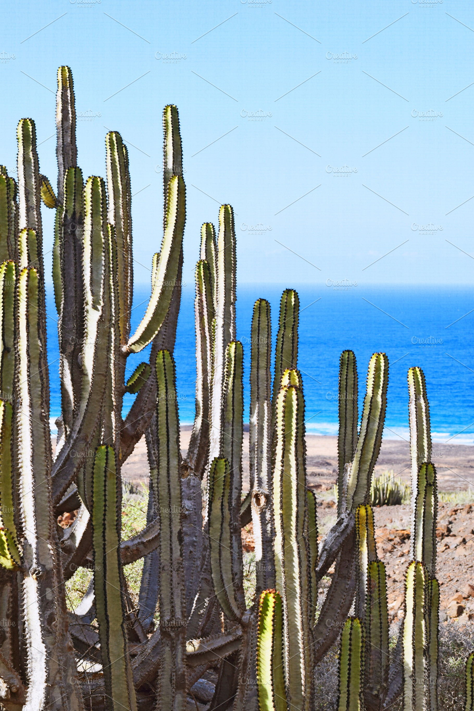 Cacti in front of the sea, a Nature Photo by beguima