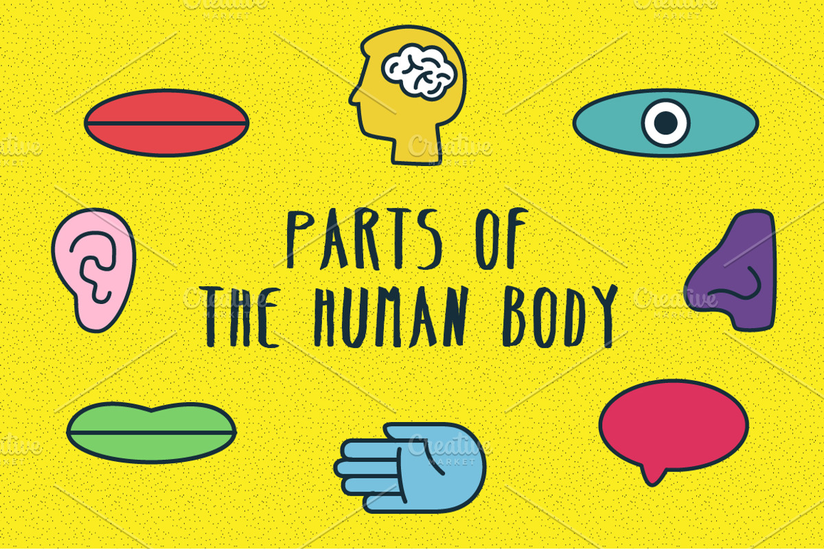 The Human Body Collection, a Decorative Illustration by George Koenig