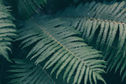 Fern stock photo containing fern and forest, a Nature Photo by Walking Blonde (Thumbnail 1 of 2)
