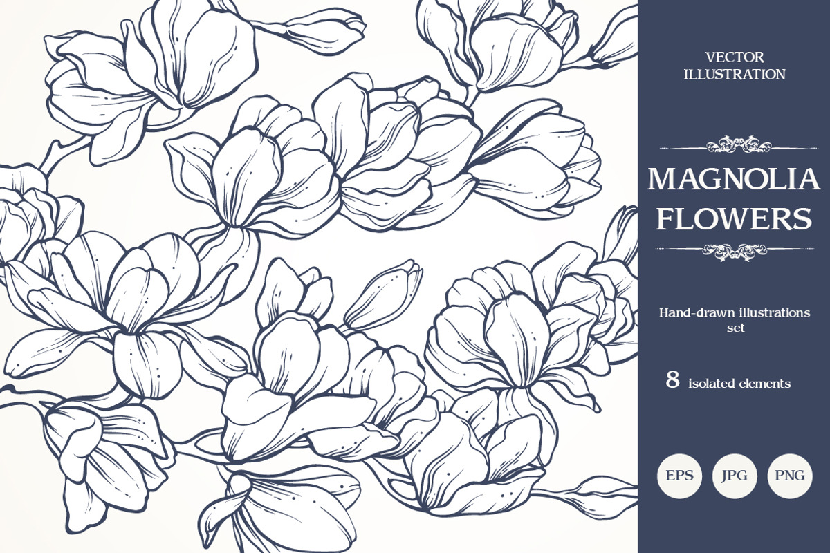 Linear vector magnolia flowers set, an Illustration by Color and Decor (Photo 1 of 3)