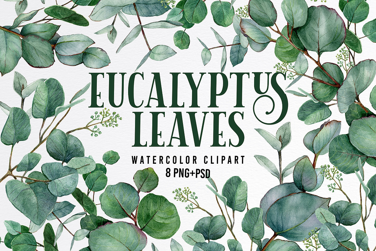 Watercolor eucalyptus leaves clipart, an Illustration by yana.fefelova (Photo 1 of 5)
