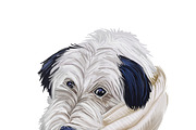Poodle Cross Breeds 27 Dogs/Puppies, an Animal Illustration by Dneprstock (Thumbnail 18 of 27)