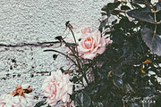Of Ashes + Dust | Film Grunge, a Texture Graphic by Heart + Soul Studios (Thumbnail 5 of 10)