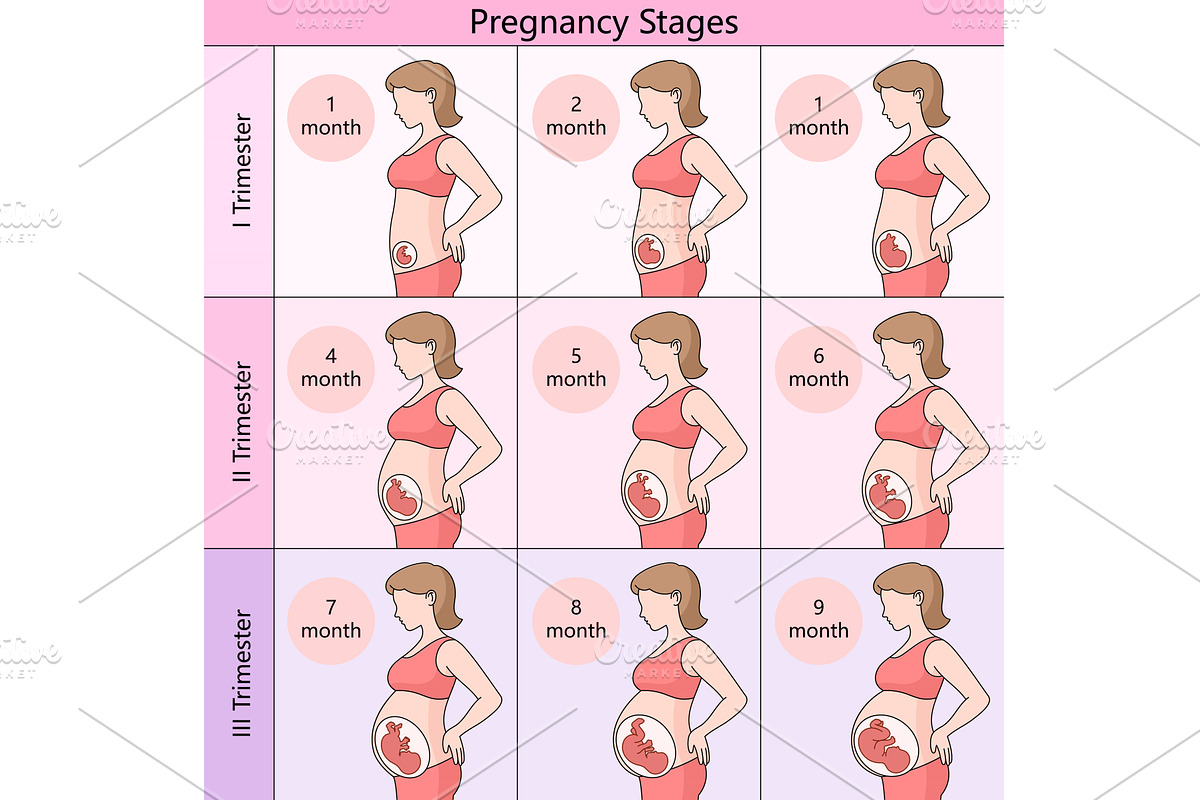 Pregnancy Stages by Month diagram, a Healthcare Illustration by AlexArt, image size:1200x800