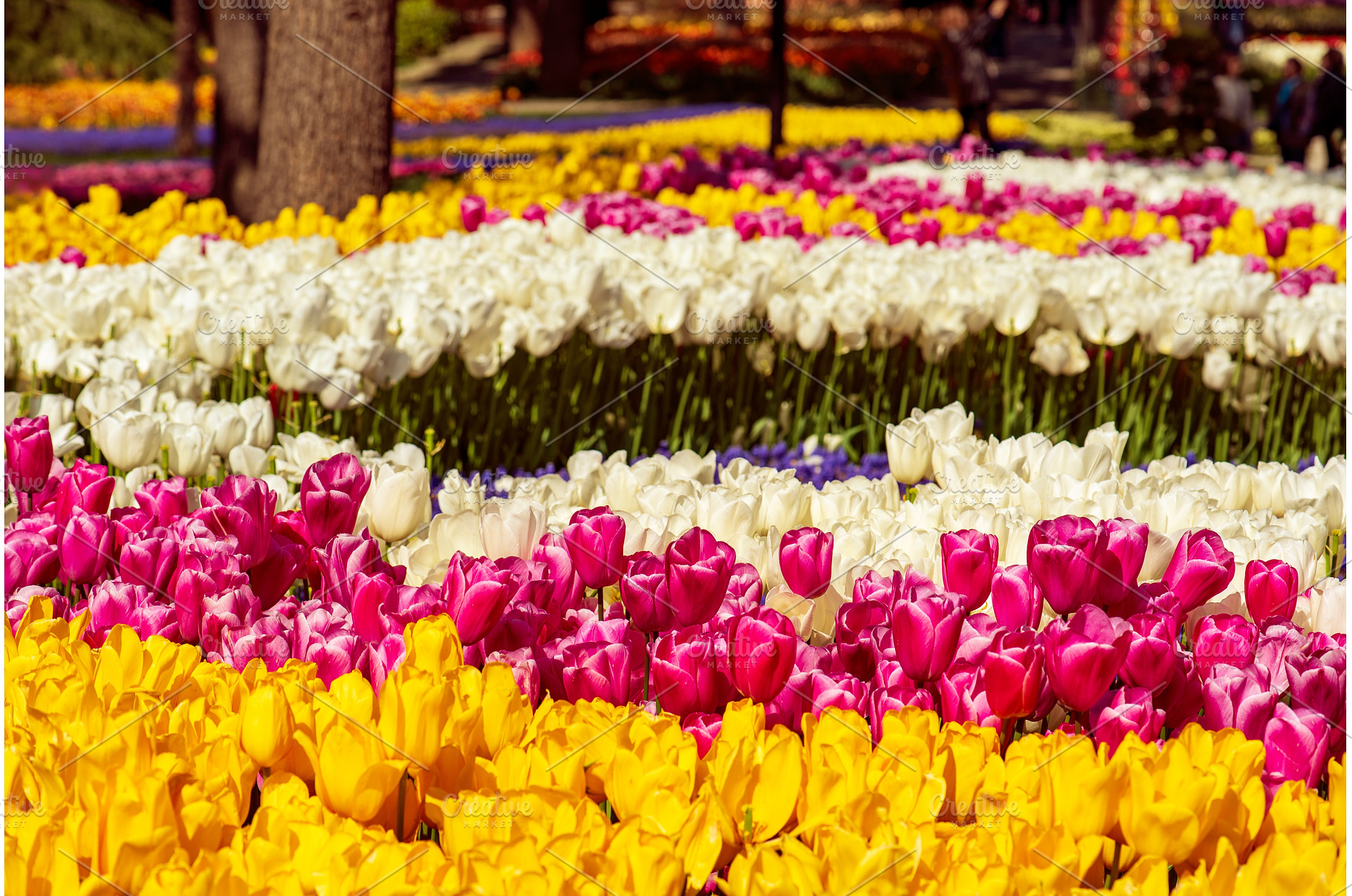 Emirgan Park, Istanbul, a Nature Photo by Nature and travel