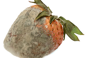 Spoiled strawberries covered with thick white and grey mold, a Food & Drink Photo by ndanko