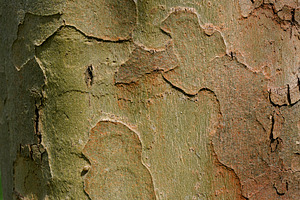 30 Tree Trunk Texture Photos