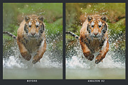 20 Wildlife Lightroom Presets & LUTs, a Preset Add-On by SparkleStock (Thumbnail 2 of 9)