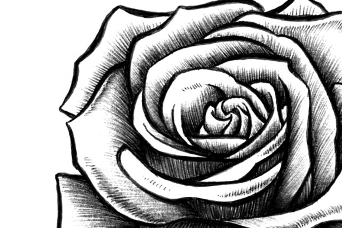 10 Rose Illustrations preview 4