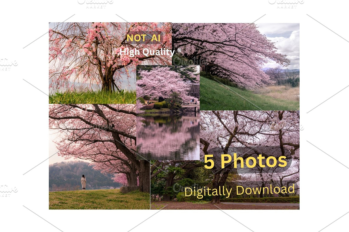 Cherry Blossom Landscape 5 Photos, a Nature Photo by Silent Nature (Photo 1 of 6)