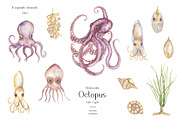 Watercolor Octopus Life Cycle Set, an Education Illustration by MayaNavits (Thumbnail 3 of 7)