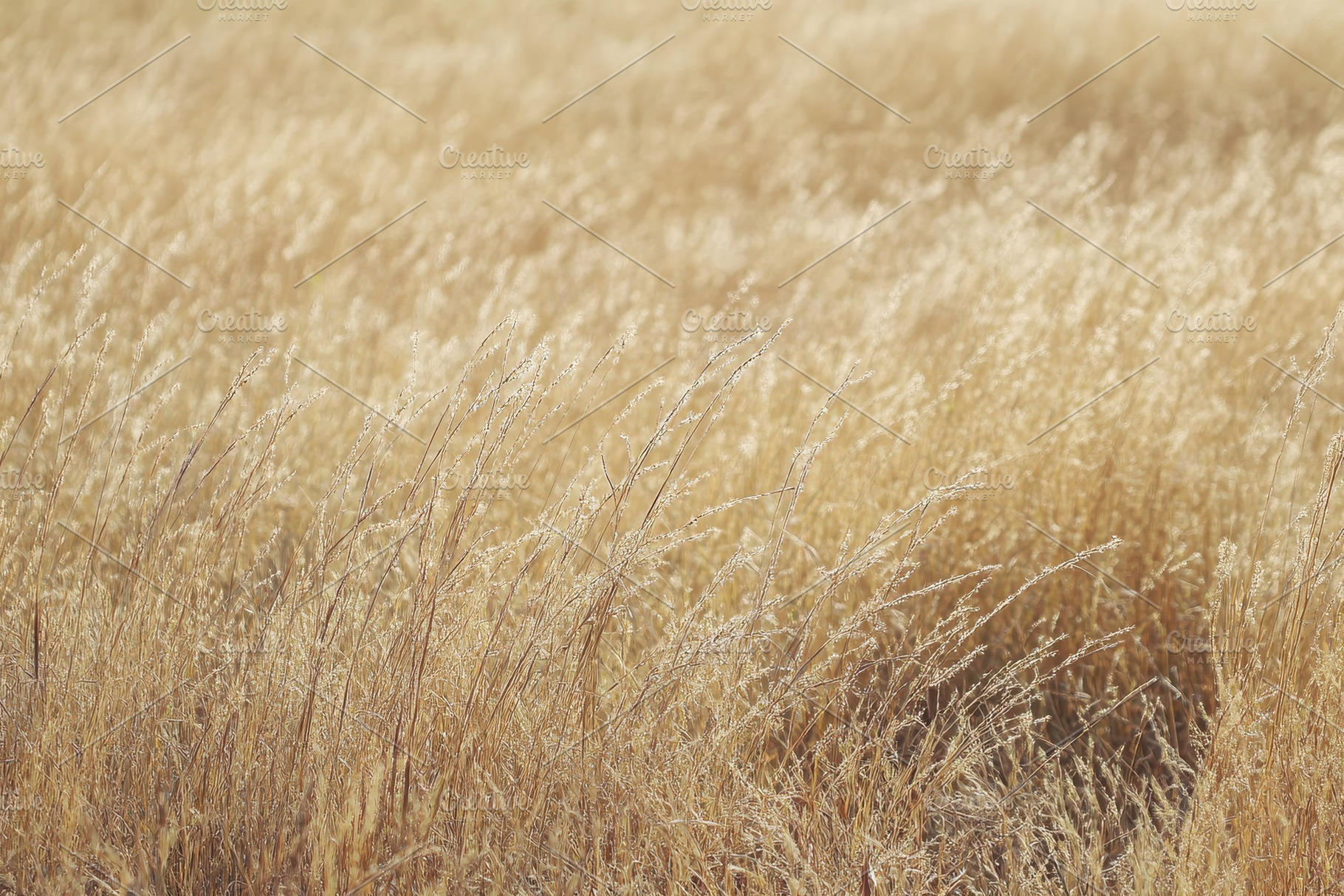 Golden dry grass swaying gently in t, a Photo by Pavel_design