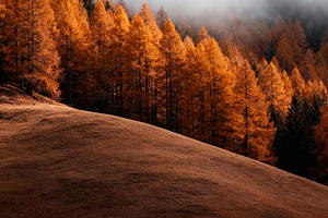 Rustic Autumn Cabin in Golden Forest, a Nature Photo by Virgo Studio