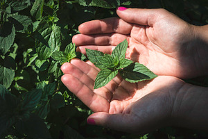 Hands hold mint leaves stock photo containing mint and hand