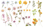 Watercolor Wild Summer Flowers., an Illustration by yulia.sukhanova (Thumbnail 3 of 5)