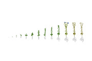 Vegetable growth stages pack, a Food Illustration by Ilia Design (Thumbnail 8 of 9)