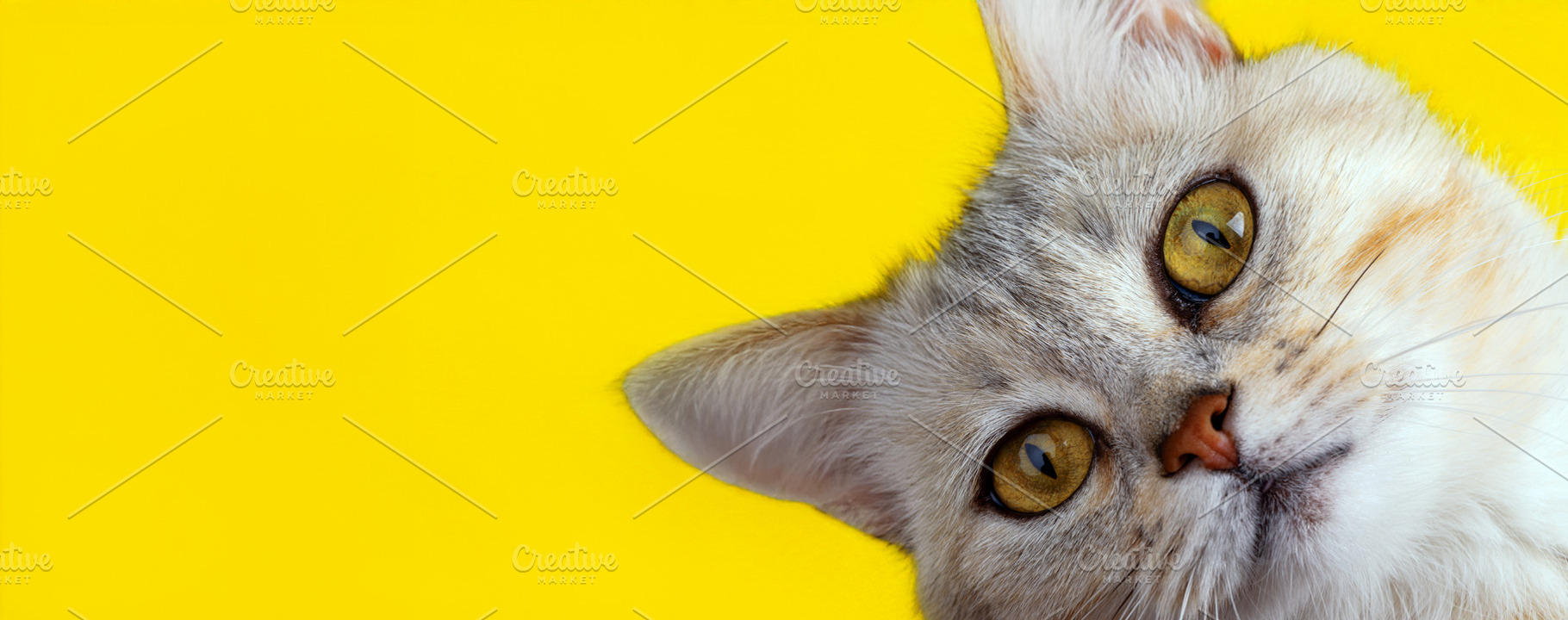 Close-up of a curious cat with bright yellow eyes against a vibr, an Animal Photo by Ales Munt