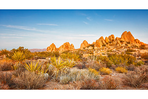 Joshua Tree National Park at sunset
