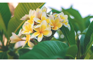 Plumeria flowers bloom beautifully, a Nature Photo by yanadjana
