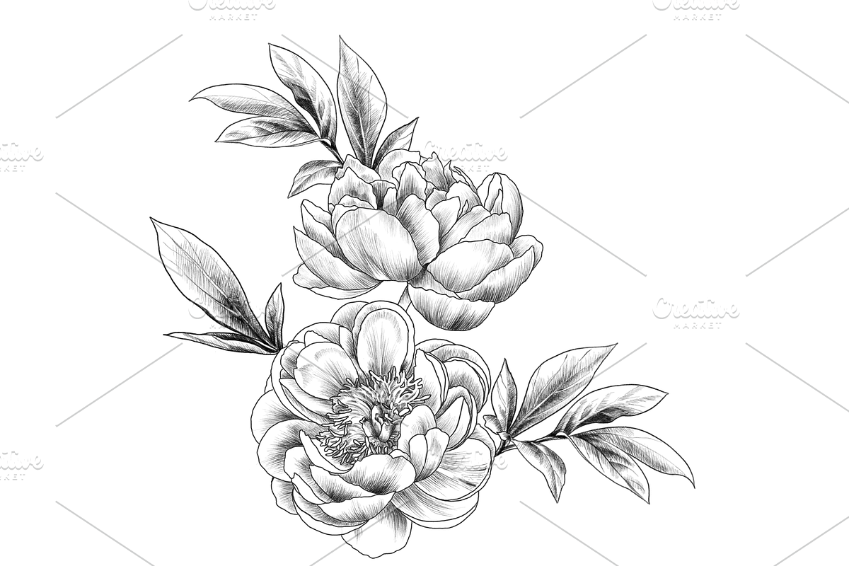 Peony Blooms, an Object Graphic by VictoriaKStudio (Photo 2 of 5)