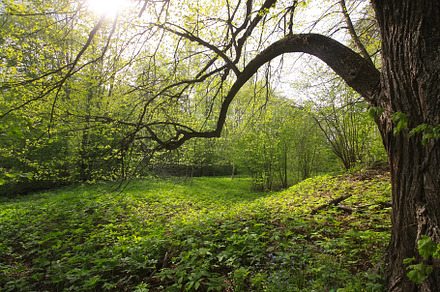 Spring woodland landscape, a Nature Photo by pictures for you