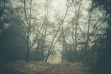 Road to the meadow