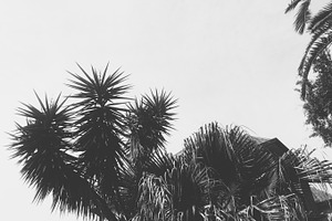Black and White Palm Trees