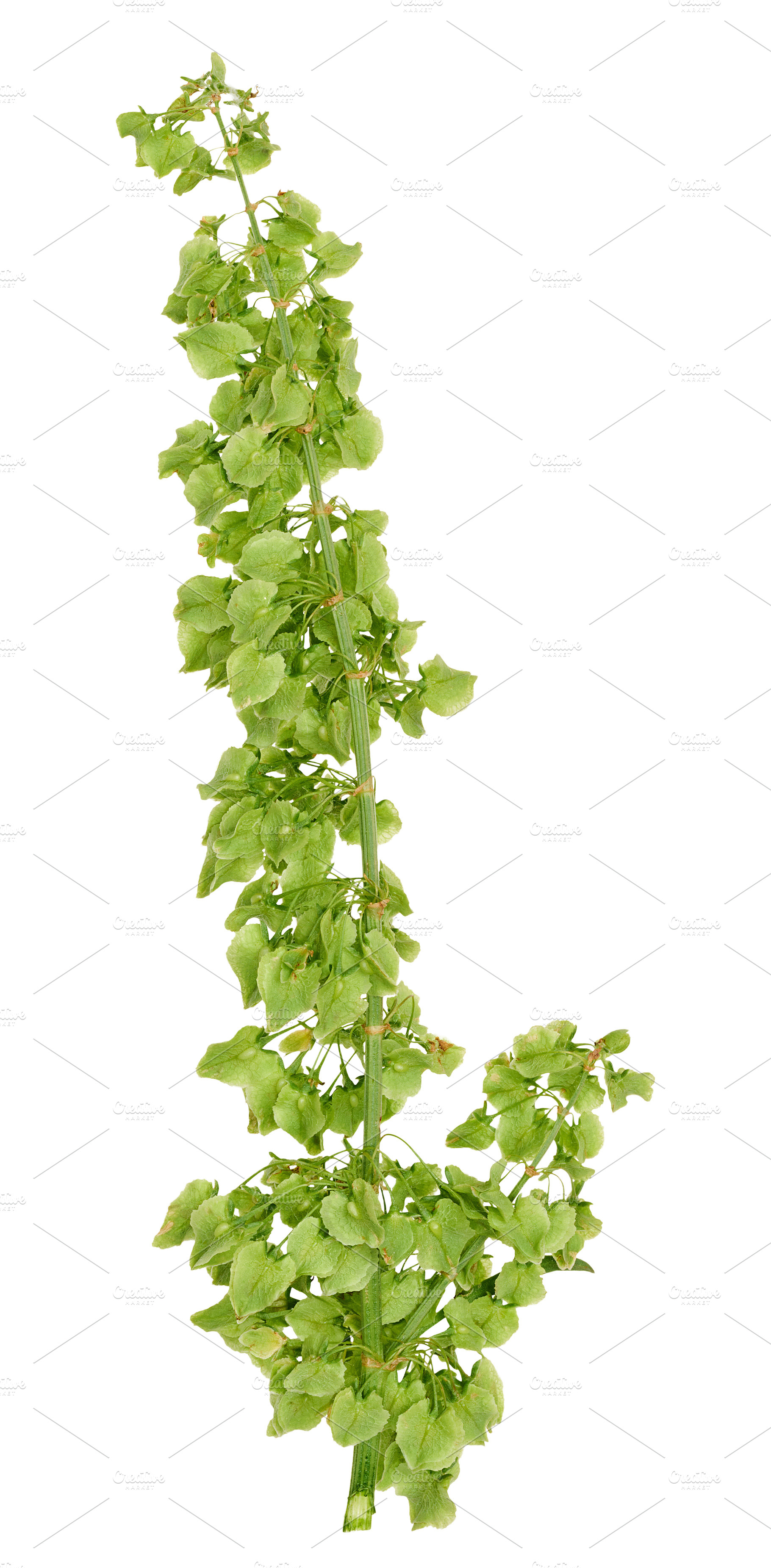 Green top of sorrel with ripening small seeds on isolated backgr, a Nature Photo by ndanko