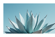 Arid Co · Desert Plantscape, a Texture Illustration by milatovar (Thumbnail 6 of 20)
