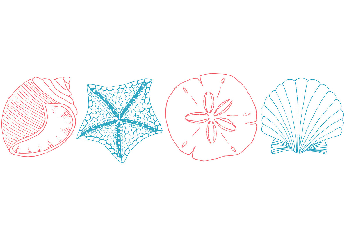 Hand Drawn Seashell Clipart, an Illustration by Haute Papier (Photo 2 of 2)