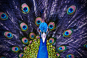 Peacock, a Photo by saiko3p