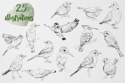 Birds of Africa Illustrations, a Decorative Illustration by CL Creative Studio (Thumbnail 2 of 14)