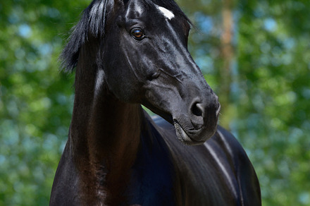 Black horse of russian riding breed stock photo containing animal and black, an Animal Photo by Horses and Dogs
