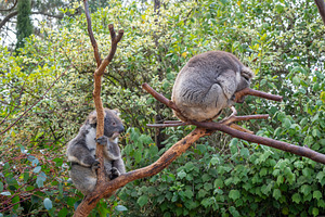 Two koalas resting on tree branches in Kangaroo Island, Australi, an Animal Photo by GoodGoods