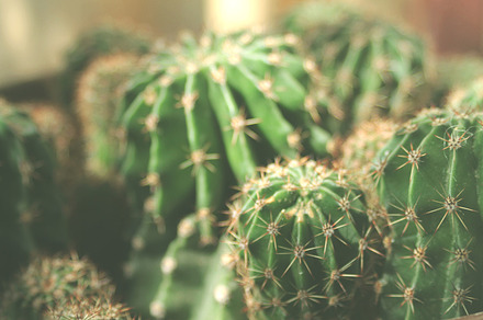Cactus stock photo containing cactus and cactus flower
