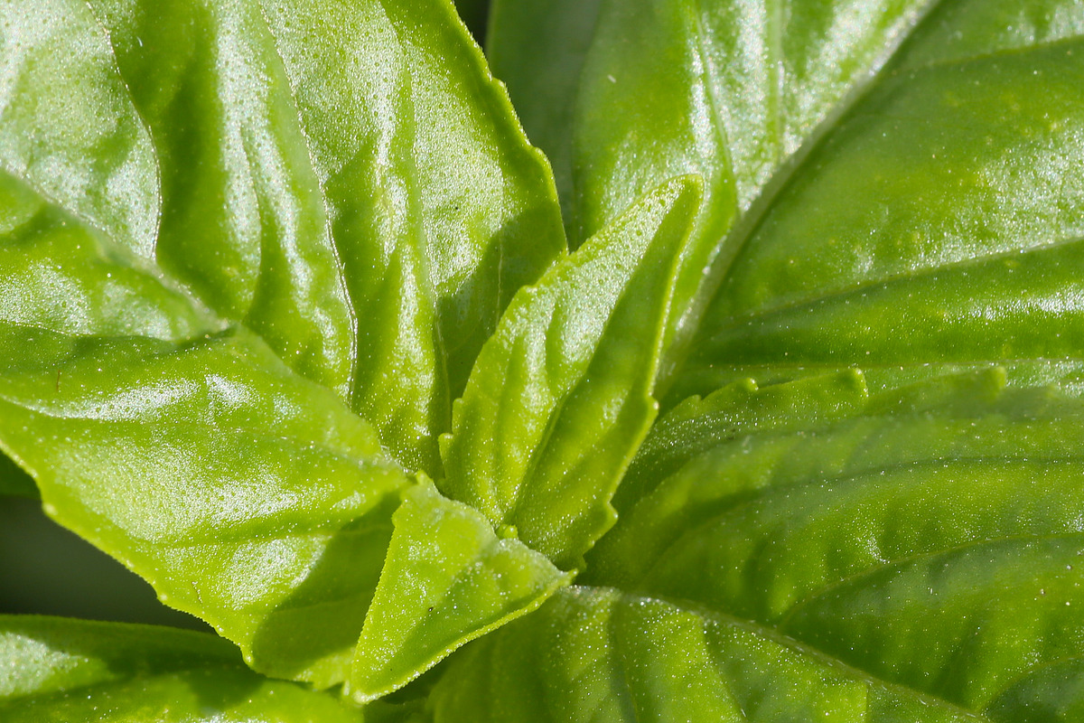 Basil. Isolated on a white., a Photo by Pullia (Photo 2 of 5)