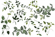 Tropical greenery., a Decorative Illustration by Ligrenok Art (Thumbnail 2 of 7)