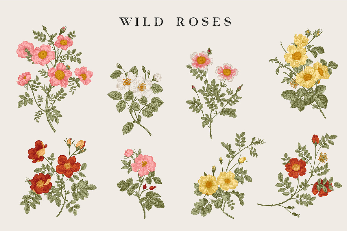 Wild Roses, a Decorative Illustration by olga.korneeva (Photo 4 of 24)