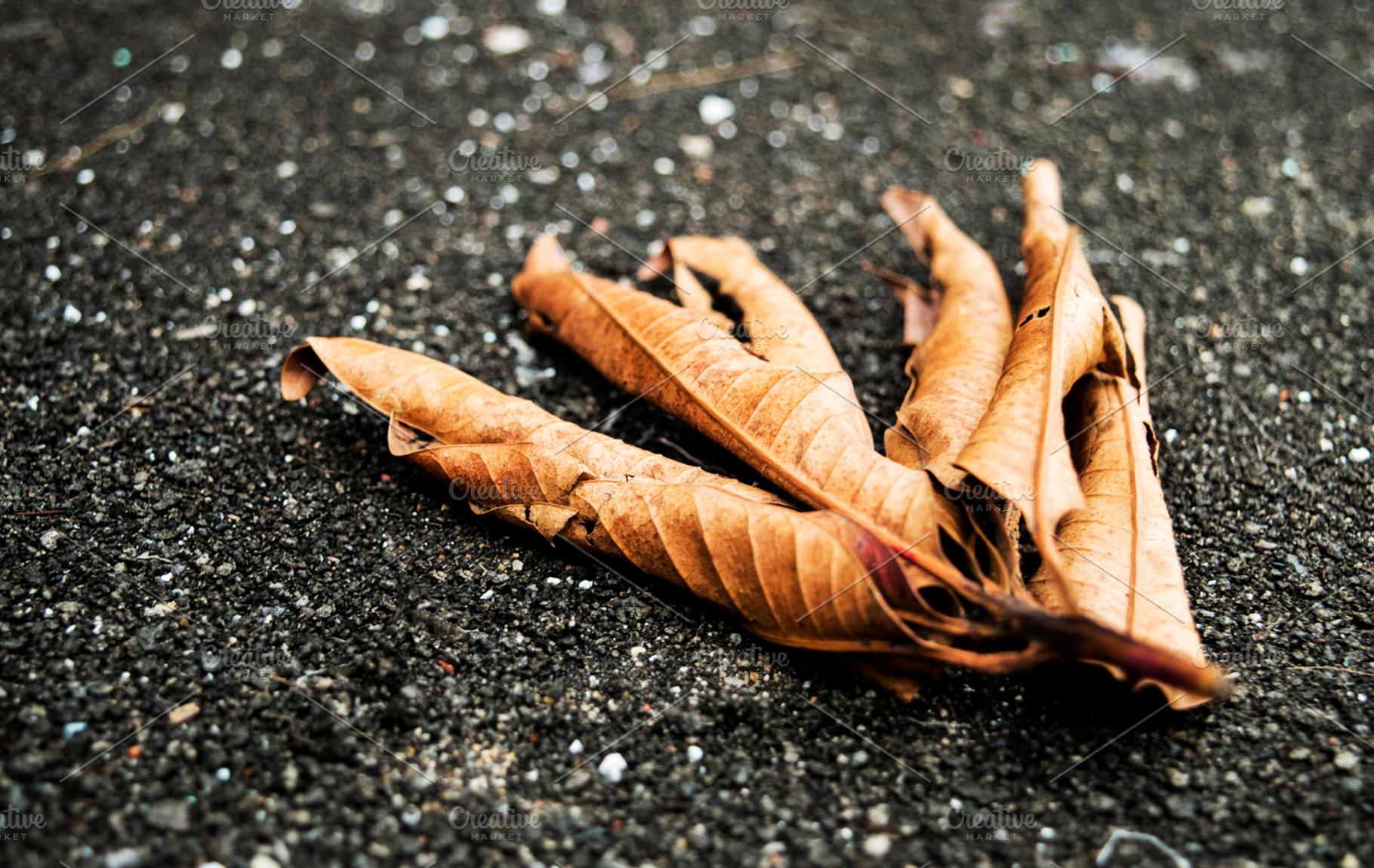 Dead and Dry Leaves, a Nature Photo by Shots By RC