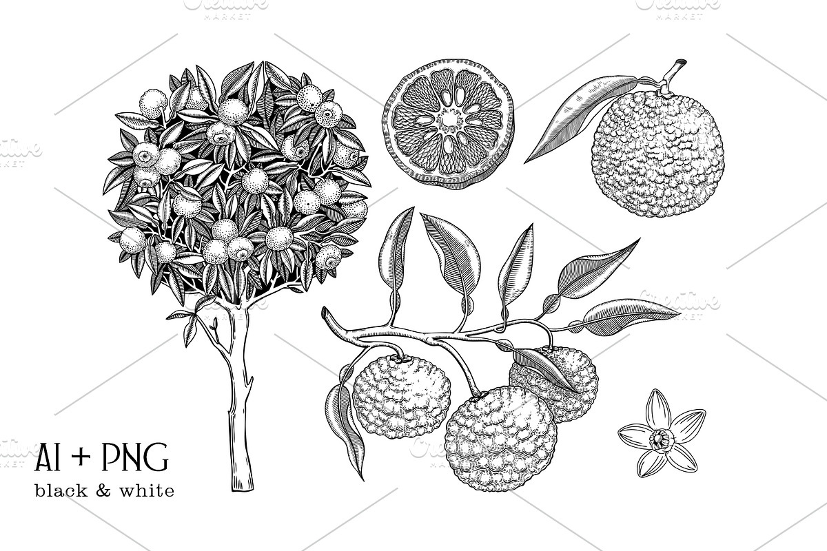 Yuzu - Citrus Fruit and Patterns, a Food Illustration by Yevheniia (Photo 4 of 12)