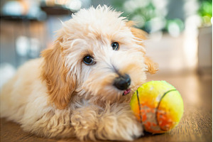 Cute portrait of a fluffy Maltipoo, an Animal Photo by MadPhotos