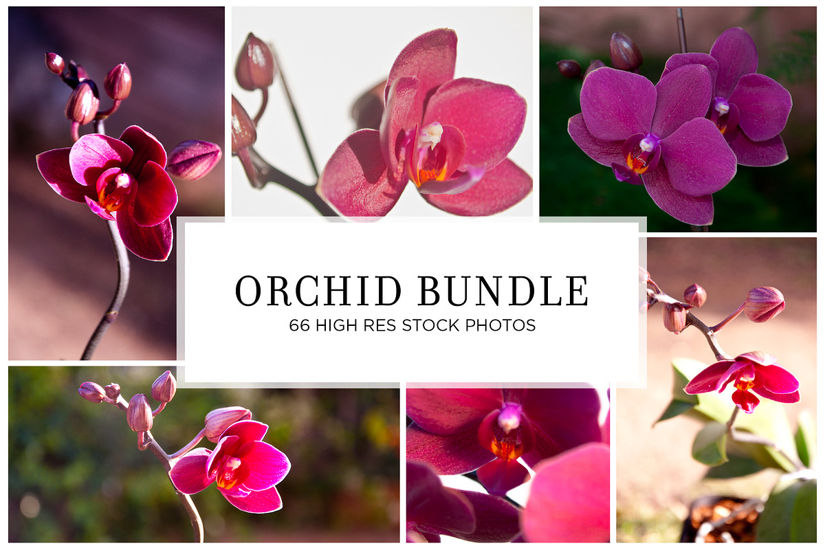 Orchid Flower Stock Bundle, a Nature Photo by r.r.palacios (Photo 1 of 11)