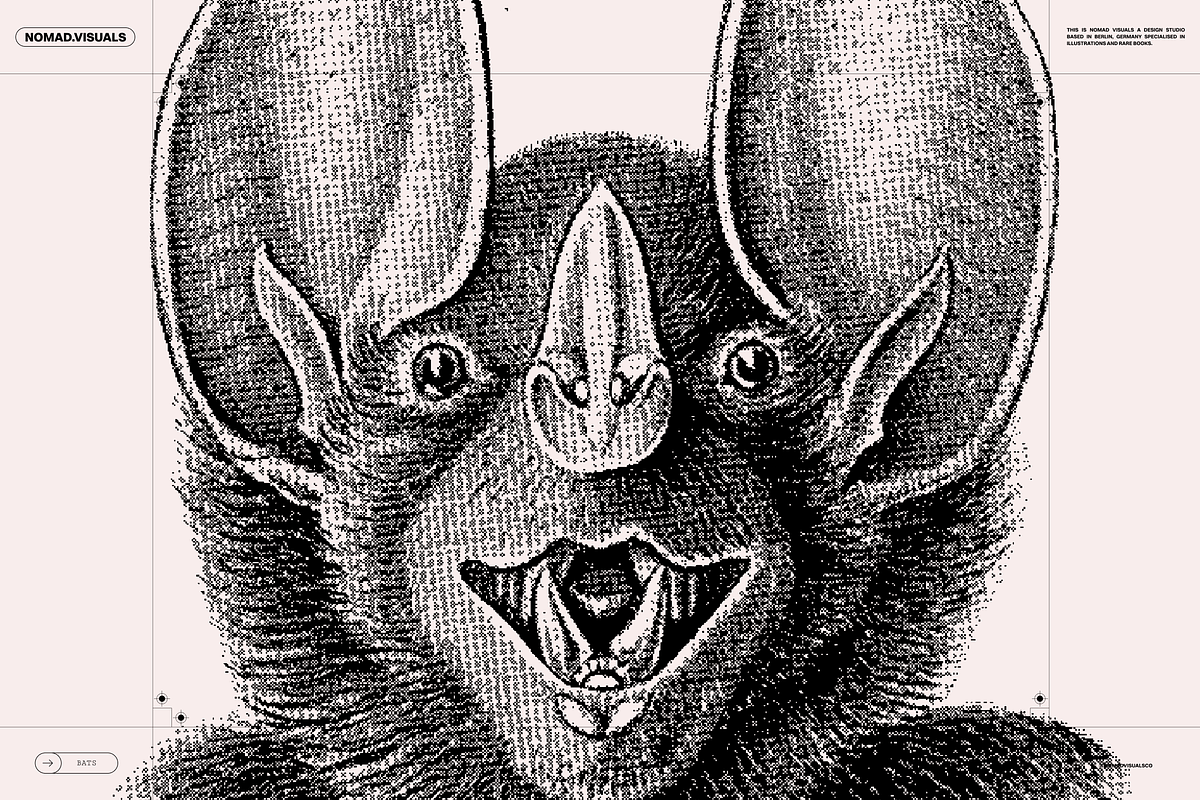 Halloween Special! Bats of the World, an Animal Illustration by Nomad Visuals (Photo 6 of 17)